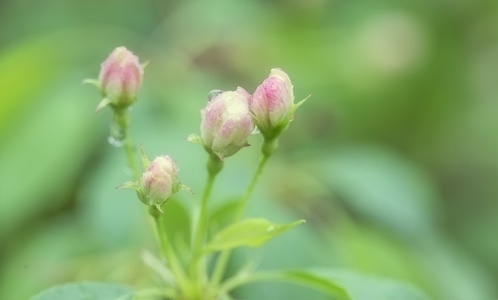 山丁子花-花蕾-春天-生态-山丁子花 图片素材