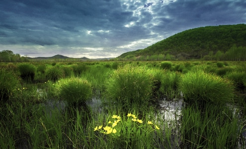 湿地-风光-春天-生机-生态 图片素材
