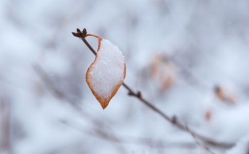 雪景-红叶-春天-白雪-生态 图片素材