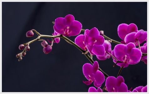 蝴蝶兰-花-植物-盆栽-盛开 图片素材