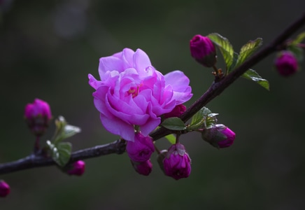 小桃红-生态-春天-花卉-花 图片素材