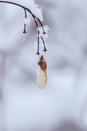 春天-大雪-寒冷-树挂-树挂 图片素材