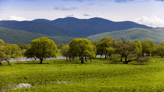 湿地-春天-草地-绿色-生态 图片素材