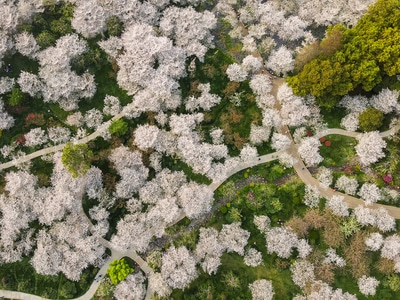 武汉-东湖-东湖樱花园-樱花-东湖樱花园 图片素材