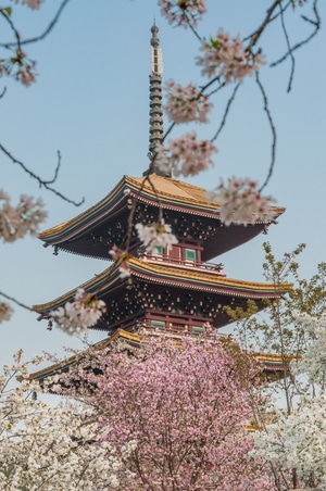 樱花-武汉-东湖-东湖樱花园-樱花 图片素材