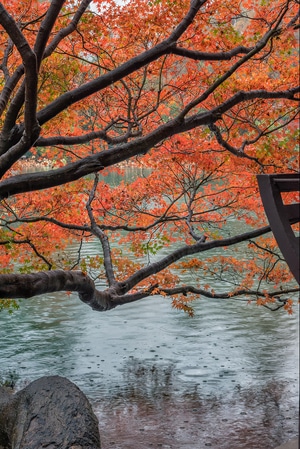 杭州-曲院风荷-红枫-红枫-枫叶 图片素材