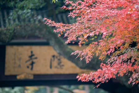 旅行-杭州-灵隐寺-灵隐寺-树叶 图片素材