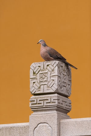 杭州-法喜寺-旅行-鸟-鸟类 图片素材