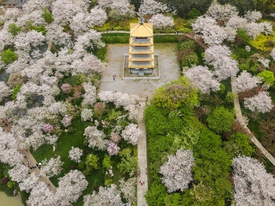 武汉-东湖-东湖樱花园-樱花-五重塔 图片素材