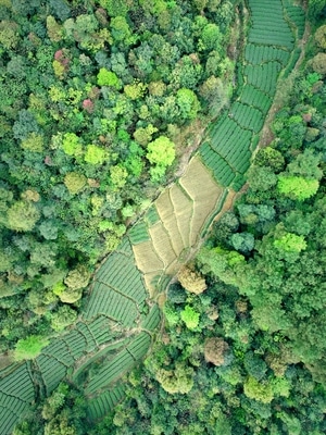 旅行-风光-雅安-名山-红草坪 图片素材