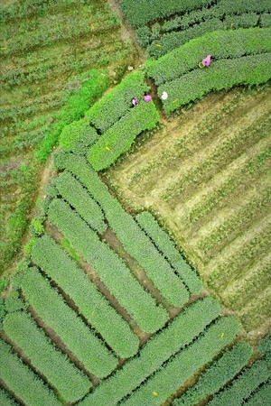 航拍-人文-旅行-雅安-名山 图片素材