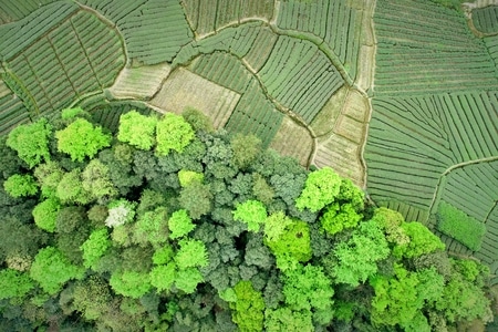 纹理-雅安市-风光-名山-茶园 图片素材