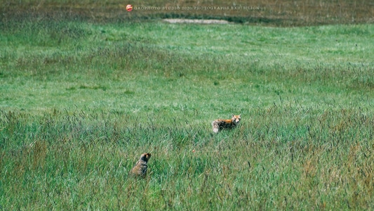 影途映像-川西-动物-土拨鼠-狐狸 图片素材