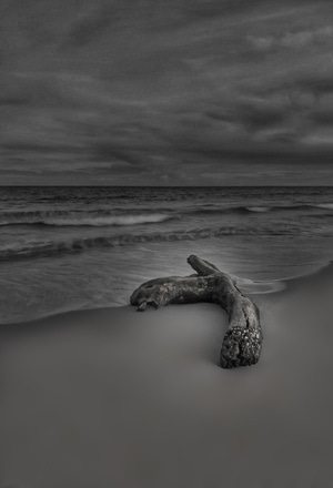 沙滩-枯木-大海-旅行-枯木 图片素材