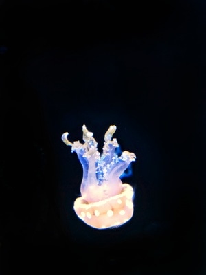 发光的-水母-水母-动物-水生动物 图片素材