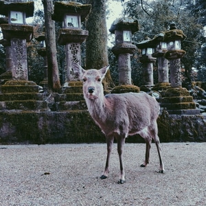 手机摄影-旅行-日本-京都-鹿 图片素材
