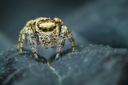 自然-生态-昆虫-微距-蜘蛛 图片素材