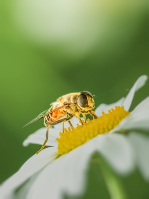 微距-蜜蜂-生态-自然-蜜蜂 图片素材