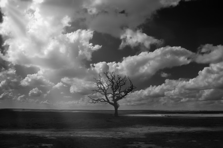风光-黑白-一棵树-孤独-耶稣光 图片素材