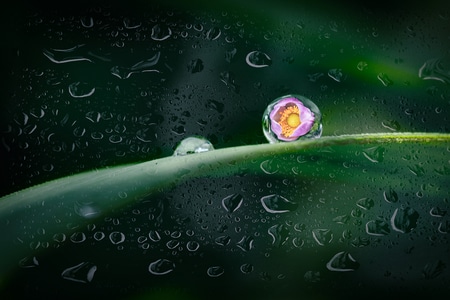 生态-微距-自然-雨滴-花 图片素材