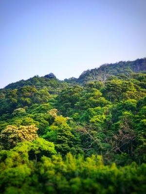 huizhou-sunset-forests-greenery-风光 图片素材