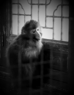 动物-狨-伶猴-卷尾猴-动物 图片素材