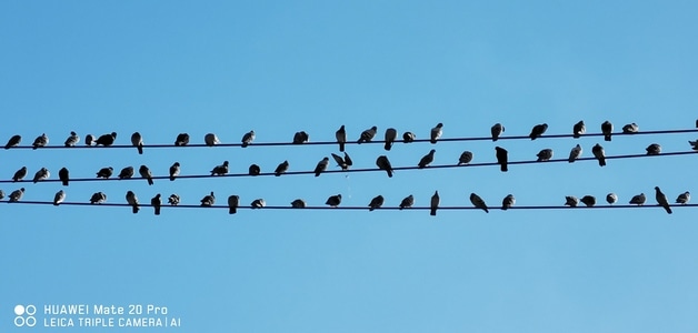 鸽子-鸟类-动物-天空-线条 图片素材