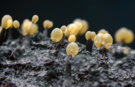 菌类-自然-微距-菌类-蘑菇 图片素材