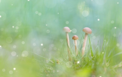 微距-菌类-自然-昆虫-菌类 图片素材