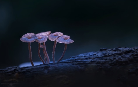 菌类-自然-微距-野拍-蘑菇 图片素材