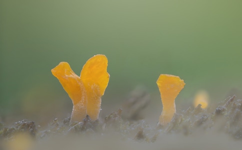 自然-微距-菌-植物-真菌 图片素材