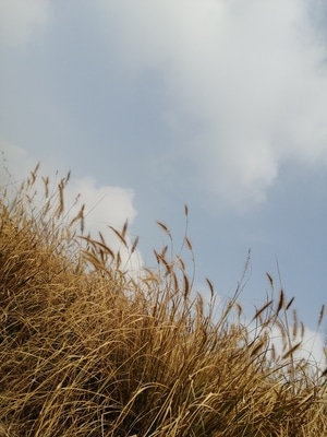 冬日暖阳-华为手机摄影-狗尾草-草丛-植物 图片素材