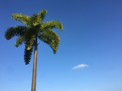 随拍-文昌白金海岸-风景-椰子树-树木 图片素材