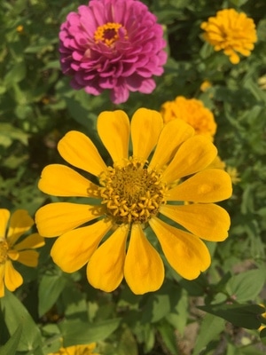 随拍-城市的节奏-四季-秋韵-鲜花 图片素材
