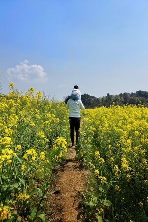 旅游-微距-风景-油菜花-菜地 图片素材