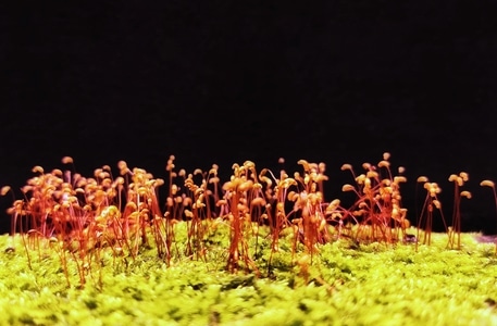 微距-旅游-苔藓-植物-葫芦藓 图片素材
