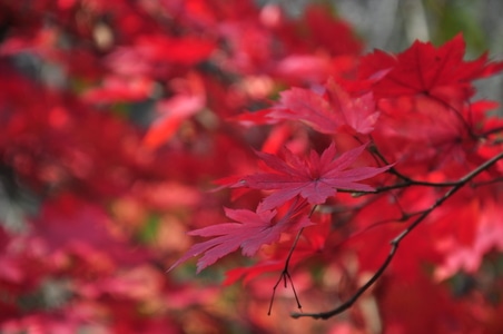 枫叶-红色-秋天-秋季-枫叶 图片素材