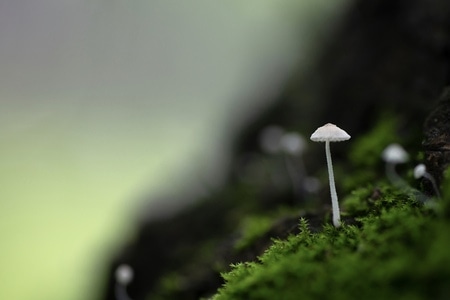 你好2020-微距-生态-小蘑菇-蘑菇 图片素材
