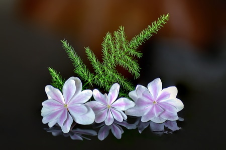 你好2020-生态-微距-花卉-堆叠 图片素材