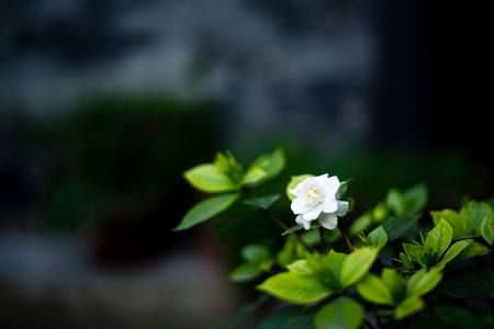 矢量-叶子-叶-树木-生态 图片素材