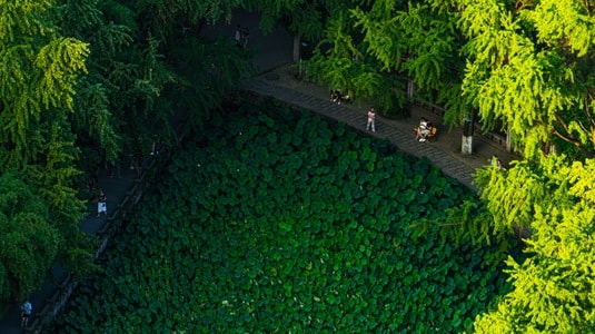 成都-城市-自然-荷塘-荷花池 图片素材