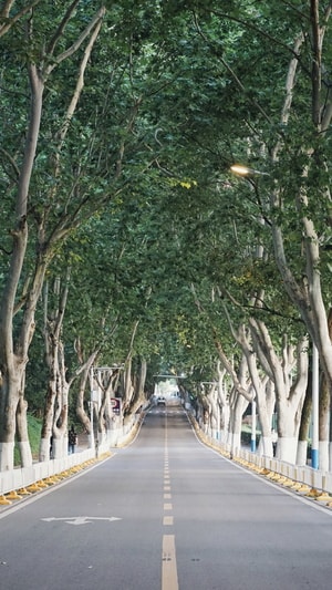 武汉市-索尼-夏天-校园-风景 图片素材