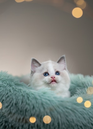 布偶猫-我要上封面-喵星人-光影高新青春赋能-小而美 图片素材