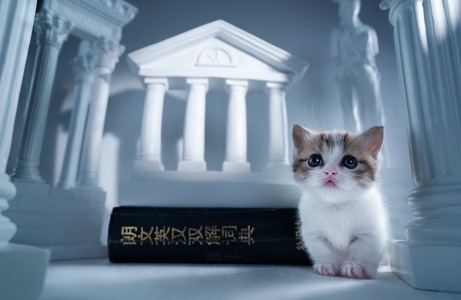 萌宠写真-奶猫-喵星人-萌宠-短腿猫 图片素材