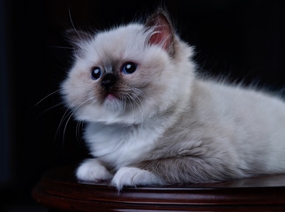 萌宠写真-奶猫-萌宠-布偶猫-猫 图片素材