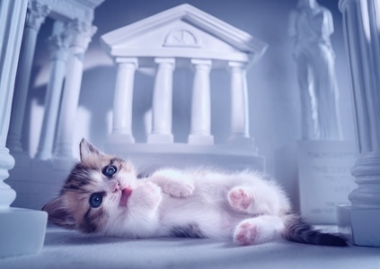 萌宠写真-奶猫-喵星人-萌宠-短腿猫 图片素材