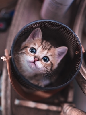 光影高新青春赋能-奶猫-萌宠-喵星人-短腿猫 图片素材