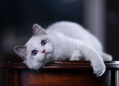 萌宠写真-布偶猫-萌宠-猫-猫咪 图片素材