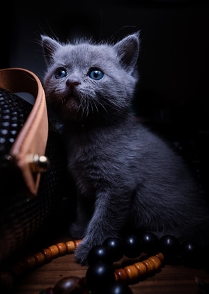短腿猫-萌宠-奶猫-喵星人-萌宠写真 图片素材