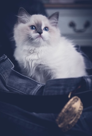 布偶猫-萌宠写真-奶猫-喵星人-萌宠 图片素材